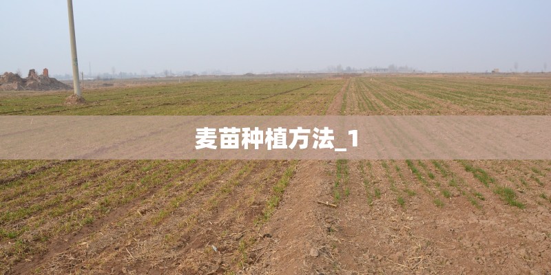麦苗种植方法_1