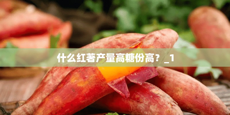 什么红著产量高糖份高？_1