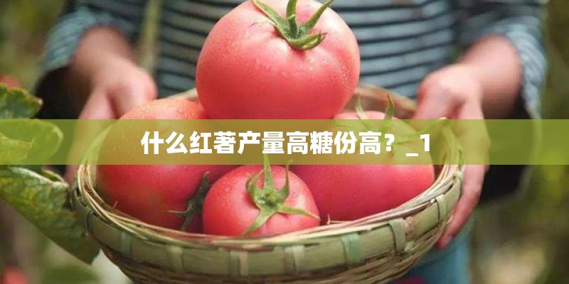 什么红著产量高糖份高？_1
