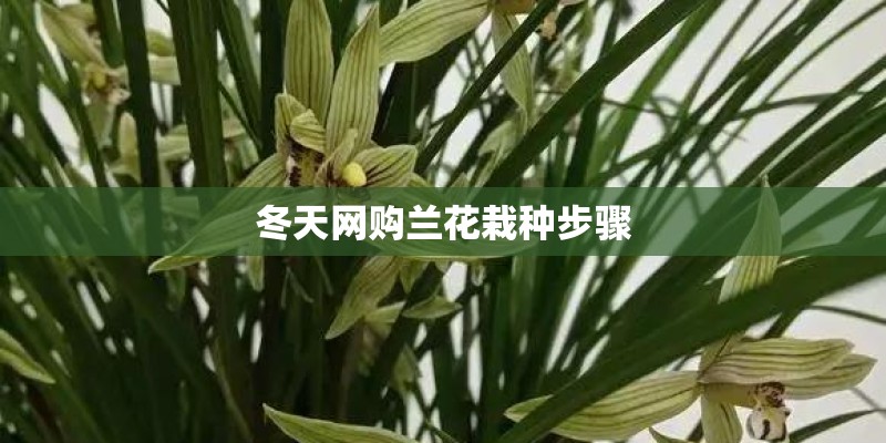 冬天网购兰花栽种步骤