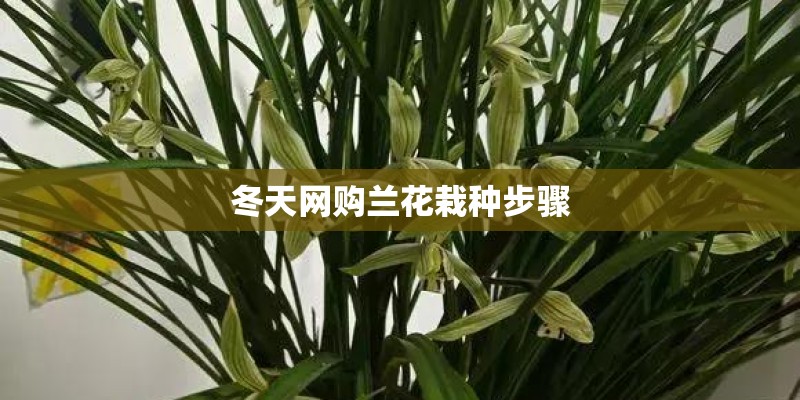 冬天网购兰花栽种步骤