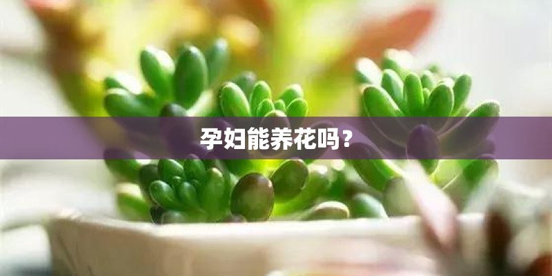 孕妇能养花吗？