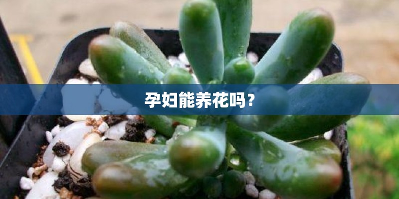 孕妇能养花吗？