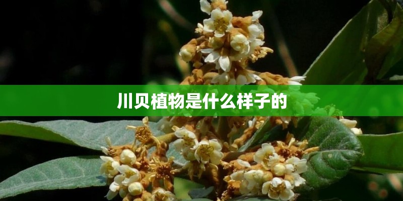 川贝植物是什么样子的