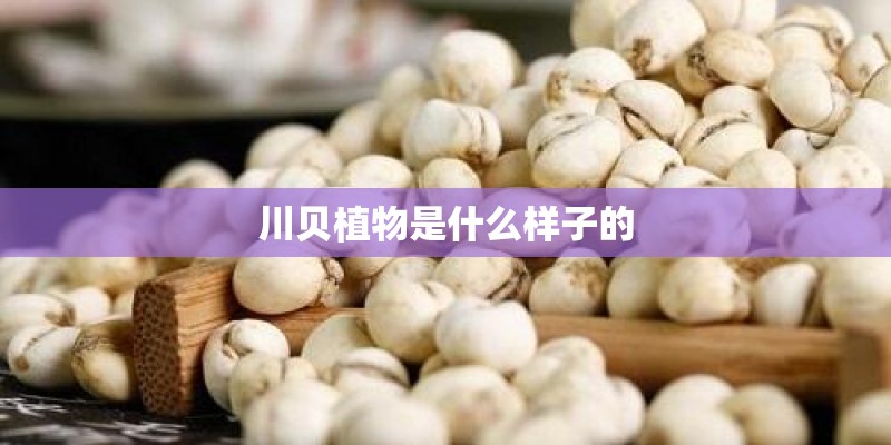 川贝植物是什么样子的