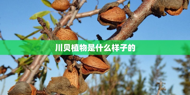 川贝植物是什么样子的