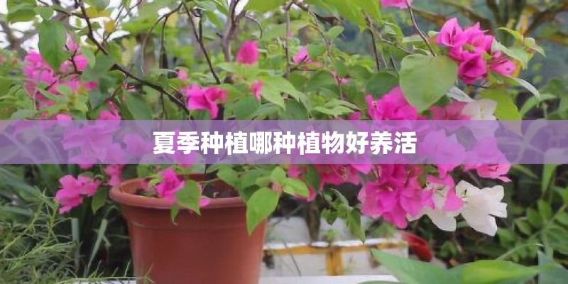 夏季种植哪种植物好养活 夏季种植哪种植物好养活