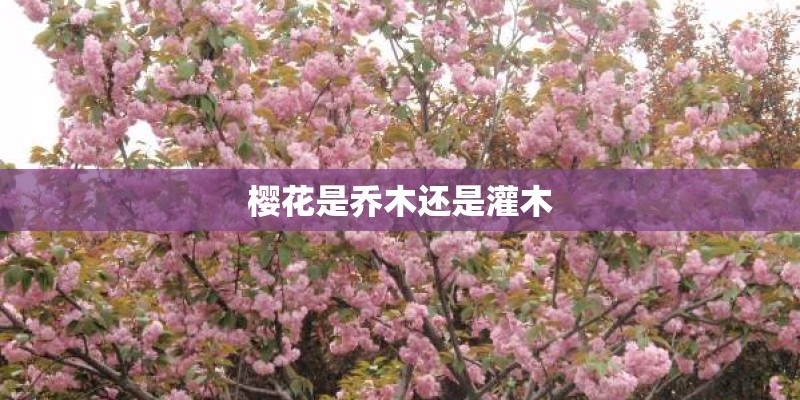 樱花是乔木还是灌木
