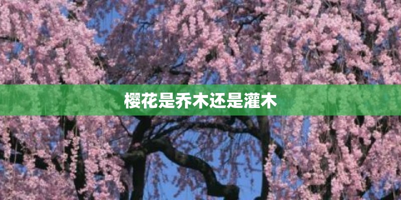 樱花是乔木还是灌木