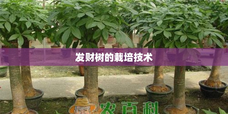 发财树的栽培技术
