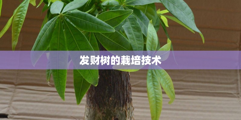 发财树的栽培技术 发财树的栽培技术