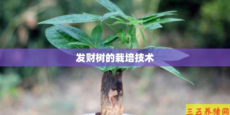 发财树的栽培技术 发财树的栽培技术