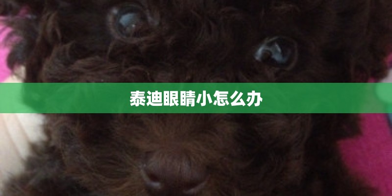 泰迪眼睛小怎么办