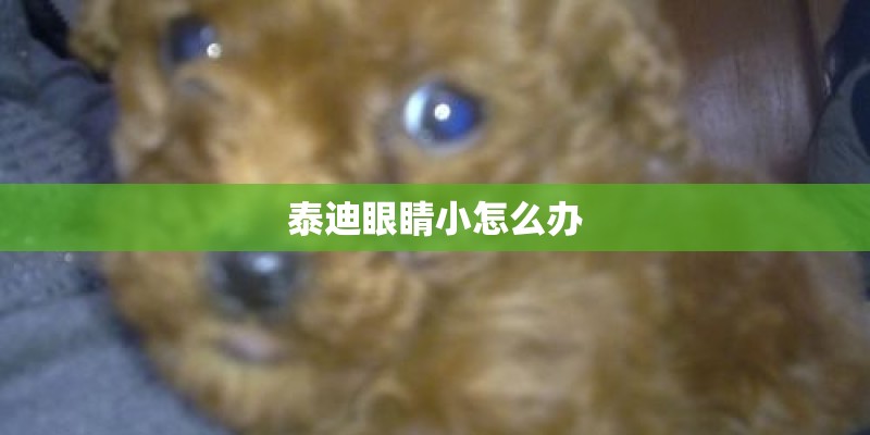 泰迪眼睛小怎么办 泰迪眼睛小怎么办