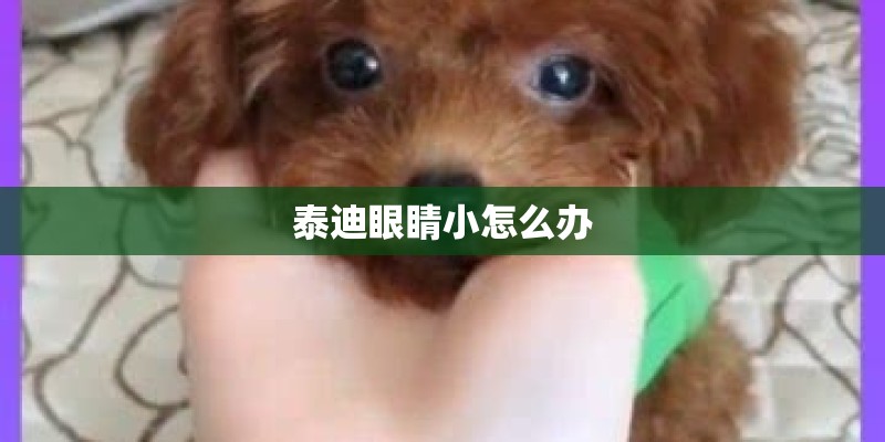 泰迪眼睛小怎么办 泰迪眼睛小怎么办