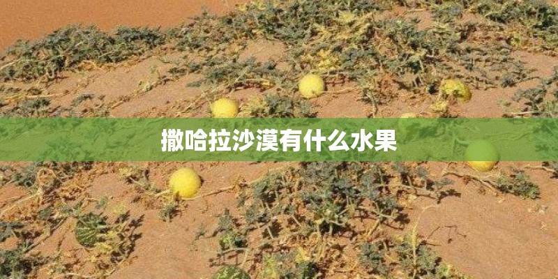 撒哈拉沙漠有什么水果