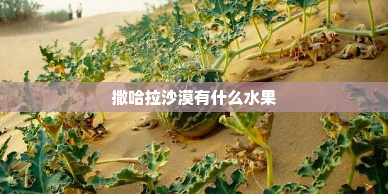 撒哈拉沙漠有什么水果