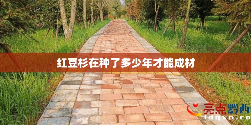 红豆杉在种了多少年才能成材