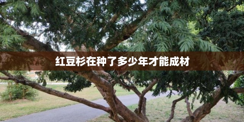 红豆杉在种了多少年才能成材