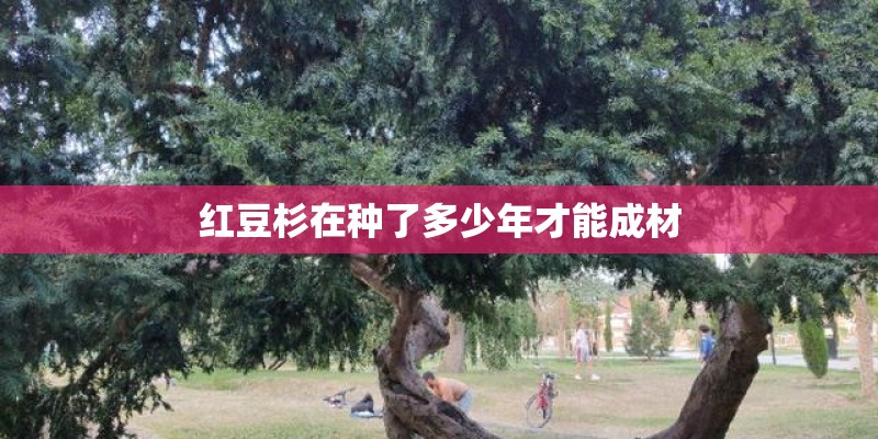 红豆杉在种了多少年才能成材
