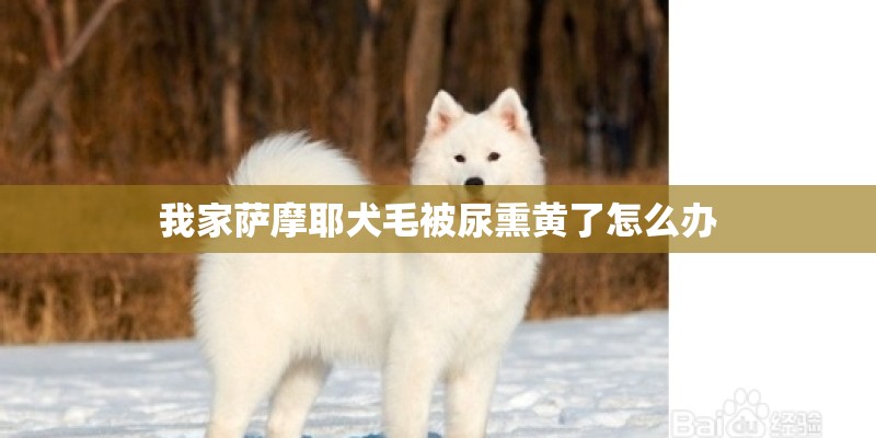我家萨摩耶犬毛被尿熏黄了怎么办 我家萨摩耶犬毛被尿熏黄了怎么办