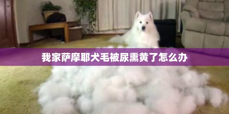 我家萨摩耶犬毛被尿熏黄了怎么办 我家萨摩耶犬毛被尿熏黄了怎么办