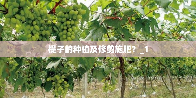 提子的种植及修剪施肥?_1 提子的种植及修剪施肥?_1