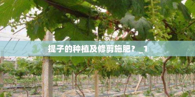 提子的种植及修剪施肥?_1 提子的种植及修剪施肥?_1