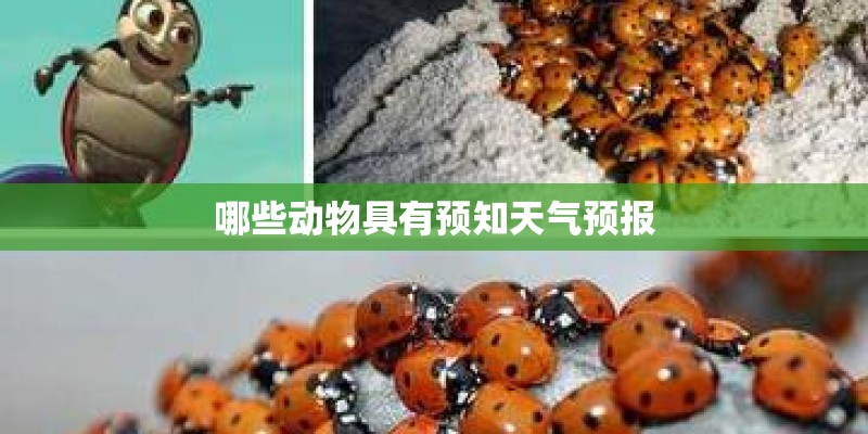 哪些动物具有预知天气预报
