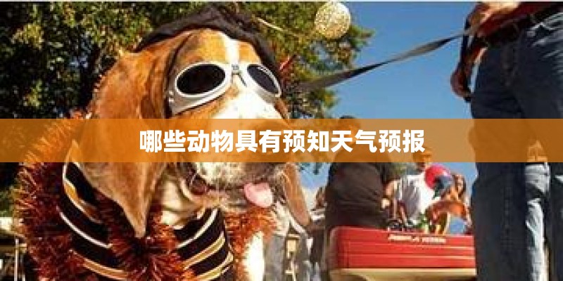 哪些动物具有预知天气预报