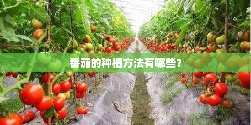 番茄的种植方法有哪些？
