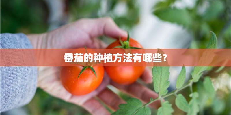 番茄的种植方法有哪些? 番茄的种植方法有哪些?