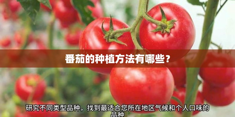 番茄的种植方法有哪些? 番茄的种植方法有哪些?