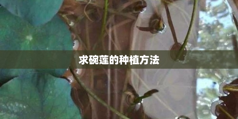 求碗莲的种植方法