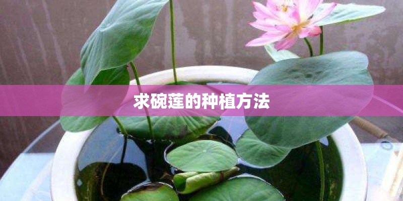 求碗莲的种植方法
