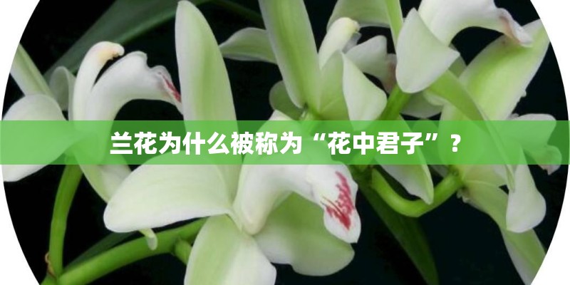 兰花为什么被称为“花中君子”？