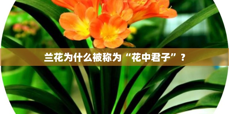 兰花为什么被称为“花中君子”？