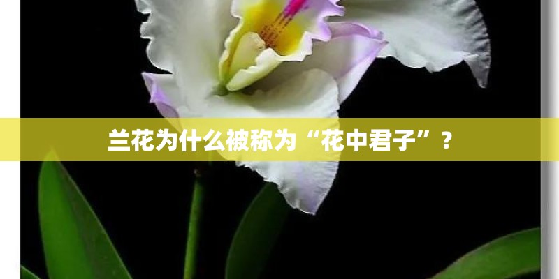兰花为什么被称为“花中君子”？