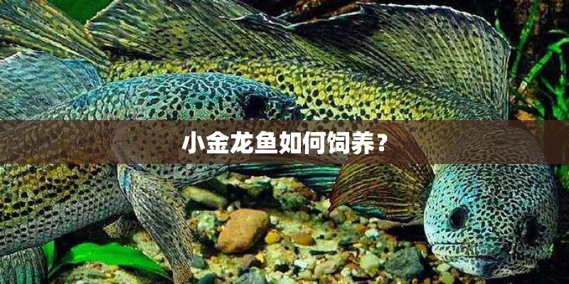 小金龙鱼如何饲养？
