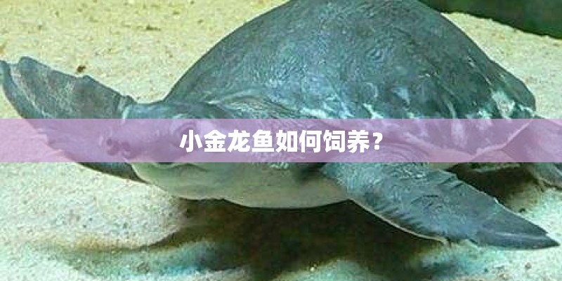 小金龙鱼如何饲养？