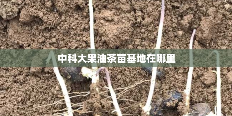 中科大果油茶苗基地在哪里