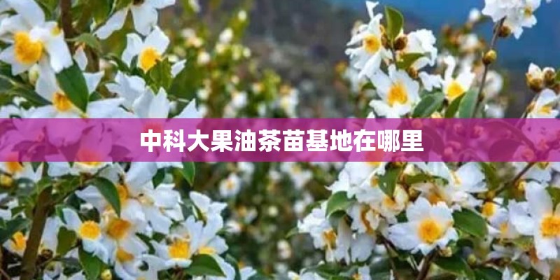 中科大果油茶苗基地在哪里