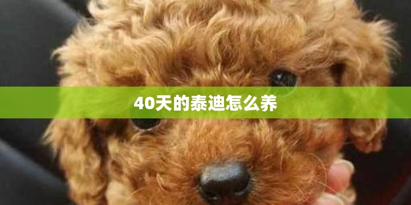40天的泰迪怎么养