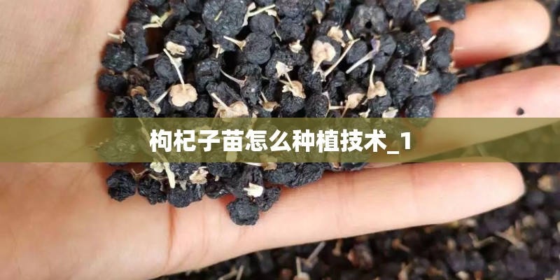 枸杞子苗怎么种植技术_1