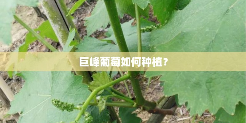 巨峰葡萄如何种植？