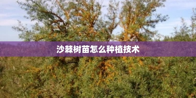 沙棘树苗怎么种植技术