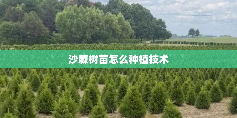 沙棘树苗怎么种植技术 沙棘树苗怎么种植技术