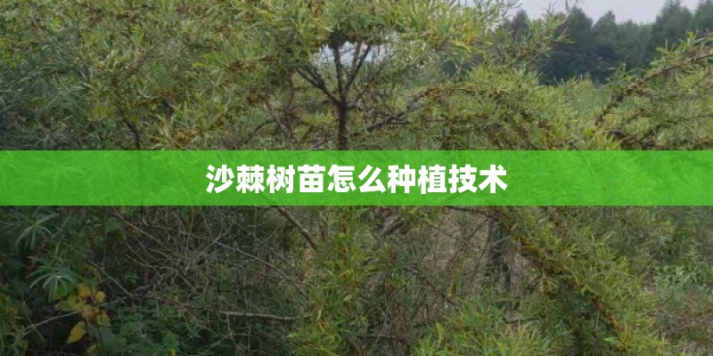 沙棘树苗怎么种植技术 沙棘树苗怎么种植技术