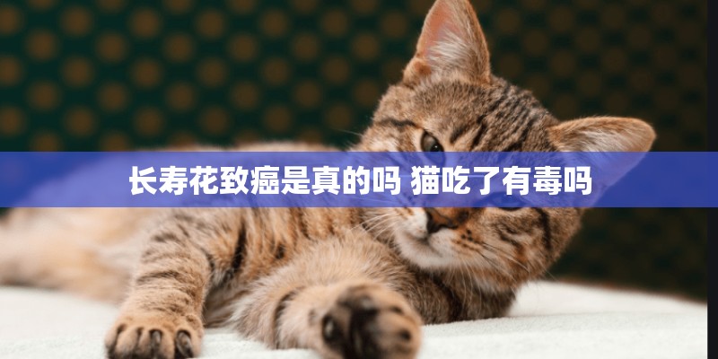 长寿花致癌是真的吗 猫吃了有毒吗