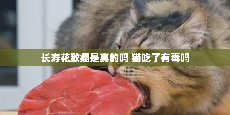长寿花致癌是真的吗 猫吃了有毒吗